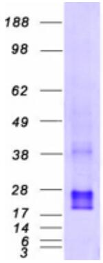 Coomassie blue staining of purified CDC42 protein.
